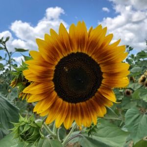 Meet your Posher, Jodi